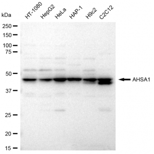 LifeSab™ AHSA1 Rabbit mAb (20 μl)