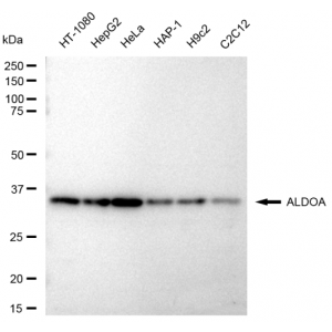 LifeSab™ ALDOA Rabbit mAb (20 μl)