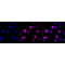 LifeSab™ ATG4A Rabbit mAb (20 μl)