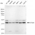 LifeSab™ ATG4A Rabbit mAb (20 μl)