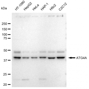 LifeSab™ ATG4A Rabbit mAb (20 μl)