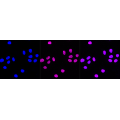 LifeSab™ BRD4 Rabbit mAb (20 μl)