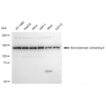 LifeSab™ BRD4 Rabbit mAb (20 μl)