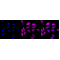 LifeSab™ CAD Rabbit mAb (20 μl)