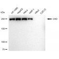 LifeSab™ CAD Rabbit mAb (20 μl)