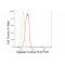 LifeSab™ CASP5 Rabbit mAb (20 μl)