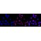 LifeSab™ CASP5 Rabbit mAb (20 μl)