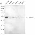 LifeSab™ CASP5 Rabbit mAb (20 μl)