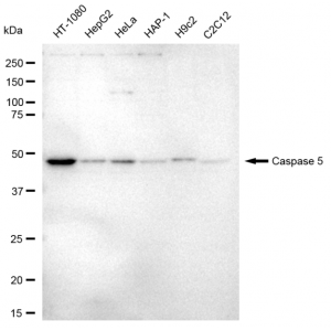 LifeSab™ CASP5 Rabbit mAb (20 μl)