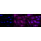 LifeSab™ CCR8 Rabbit mAb (20 μl)