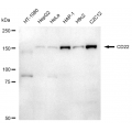 LifeSab™ CD22 Rabbit mAb (20 μl)