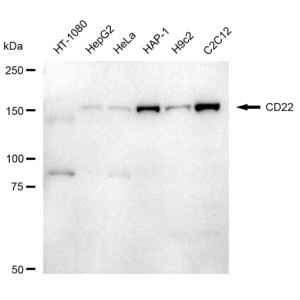 LifeSab™ CD22 Rabbit mAb (20 μl)