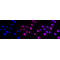 LifeSab™ CD38 Rabbit mAb (20 μl)