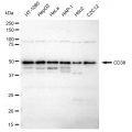 LifeSab™ CD38 Rabbit mAb (20 μl)