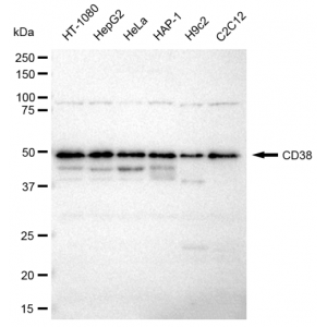 LifeSab™ CD38 Rabbit mAb (20 μl)