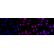 LifeSab™ CD40L Rabbit mAb (20 μl)