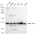 LifeSab™ CD40L Rabbit mAb (20 μl)