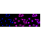 LifeSab™ CDC34 Rabbit mAb (20 μl)