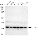 LifeSab™ CDC34 Rabbit mAb (20 μl)