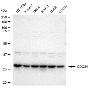 LifeSab™ CDC34 Rabbit mAb (20 μl)