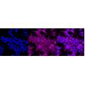 LifeSab™ COPS5 Rabbit mAb (20 μl)