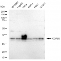 LifeSab™ COPS5 Rabbit mAb (20 μl)