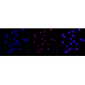 LifeSab™ CCND3 Rabbit mAb (20 μl)