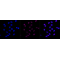 LifeSab™ CCND3 Rabbit mAb (20 μl)