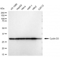 LifeSab™ CCND3 Rabbit mAb (20 μl)