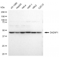 LifeSab™ DAZAP1 Rabbit mAb (20 μl)