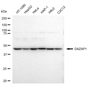 LifeSab™ DAZAP1 Rabbit mAb (20 μl)