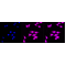 LifeSab™ DAPK1 Rabbit mAb (20 μl)