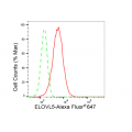 LifeSab™ ELOVL5 Rabbit mAb (20 μl)