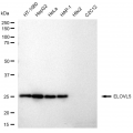 LifeSab™ ELOVL5 Rabbit mAb (20 μl)