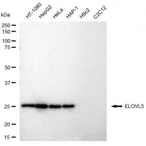 LifeSab™ ELOVL5 Rabbit mAb (20 μl)