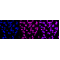 LifeSab™ XPD Rabbit mAb (20 μl)