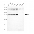 LifeSab™ XPD Rabbit mAb (20 μl)