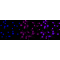 LifeSab™ APOF Rabbit mAb (20 μl)