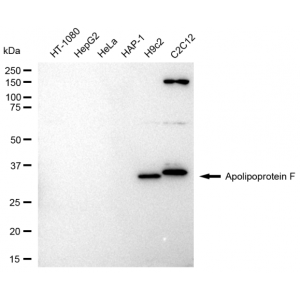 LifeSab™ APOF Rabbit mAb (20 μl)