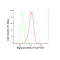 LifeSab™ BGN Rabbit mAb (20 μl)