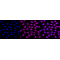 LifeSab™ BGN Rabbit mAb (20 μl)