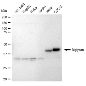 LifeSab™ BGN Rabbit mAb (20 μl)