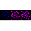 LifeSab™ C4BPB Rabbit mAb (20 μl)