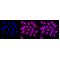 LifeSab™ C4BPB Rabbit mAb (20 μl)