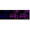 LifeSab™ CDC123 Rabbit mAb (20 μl)