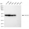 LifeSab™ CDC123 Rabbit mAb (20 μl)