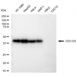 LifeSab™ CDC123 Rabbit mAb (20 μl)