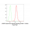 LifeSab™ CREB Rabbit mAb (20 μl)