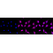 LifeSab™ CREB Rabbit mAb (20 μl)