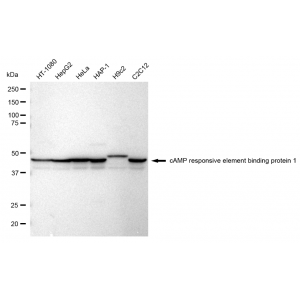 LifeSab™ CREB Rabbit mAb (20 μl)